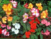 Begonias and Impatiens for summer long colour in a wooden trough - Begonia 'Crispa Marginata' and New Guinea Busy Lizzies