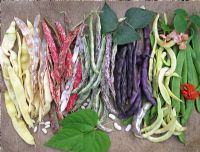 Summer bean harvest from left to right,' Italian Gold', bush 'Borlotto' firetongue bean, climbing 'Borlotto' firetongue bean, 'Violet Podded', 'Anellino Giallo' the shrimp bean with the green pods of runner bean 'Sunset' and 'Lady Di' with red flowers                            