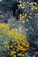 Rudbeckia fulgida deamii, Ampelodesmos mauritanica and Helianthus microcephalus in Holbrook garden, October