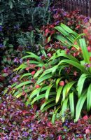 Ceratostigma plumbaginoides with Agapanthus foliage in October