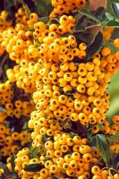 Pyracantha 'Soleil D'Or'