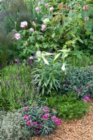 Mixed border of Lavandula stoechas, Lilium regale, Rosa 'Gertrude Jekyll', Dianthus and Thymus 'Silver Posie' - The Perfume Garden - Most Creative Award winner at RHS Chelsea Flower Show 2009