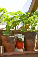Parsely, peas and tomatoes growing in pots on a greenhouse shelf - Chelsea Flower Show 2009