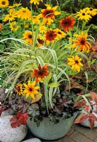 Rudbeckia daisies mixed with choice foliage plants in an enamel container that picks up the pattern of boulders nearby. Rudbeckia 'Rustic Dwarfs' with Arundo donax 'Variegata', Carex brunnea 'Jenneke', Heuchera 'Can-can' and Persicaria microcephala 'Red Dragon'