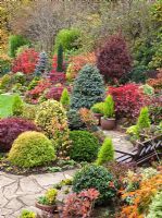 Acers and deciduous trees and shrubs grown for their foliage, showing stunning autumnal tints and hues with wide variety of evergreens and conifers around patio - Four Seasons Garden NGS, Walsall, Staffordshire 