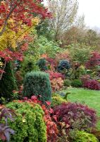 Autumn border with Acers and many deciduous trees and shrubs grown for their foliage, showing stunning autumnal tints and hues, also with wide variety of evergreens and conifers - Four Seasons Garden NGS, Walsall, Staffordshire 