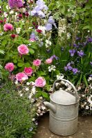 Flowerbed with Iris 'Jane Phillips and Rosa 'Gertrude Jekyll' with watering can in foreground