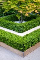 Acer palmatum 'Kogane-nishiki' surrounded by hedges of clipped Buxus - The Eco Chic Garden, sponsored by Helios - Gold medal winner for Best Urban Garden at RHS Chelsea Flower Show 2009