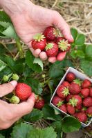 Picking strawberries