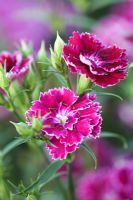 Dianthus