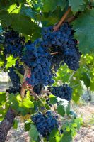 Red wine grapes on vine in Puglia, Italy