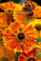 Helenium 'Wonadonga'with Tortoise shell butterfly