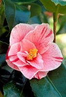 Camellia japonica 'Tricolor'