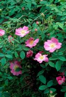 Rosa canina 'Andersonii'