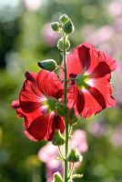 Alcea rosea - Wild Rose Cottage, Lode, Cambridge