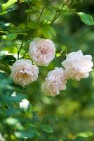 Rosa 'Madame Alfred Carriere' - Wild Rose Cottage, Lode, Cambridge