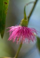 Eucalyptus flower - The Garden Vineyard, Victoria, Australia