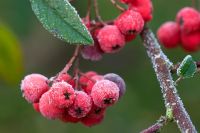 Cotoneaster lacteus berries with frost