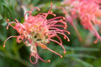Grevillea 'Mason's Hybrid' - Cranbourne Botanical Gardens, Australia