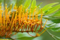 Grevillea robusta 'Silky Oak' - Melbourne Botanic Gardens, Australia 