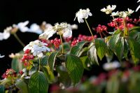 The flowers and berries of Viburnum plicatum 'Elizabeth Bullivant'