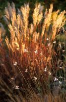 Gaura lindheimeri and Miscanthus sinensis in autumn at Piet Oudolf's garden, Hummelo, The Netherlands