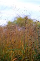Panicum virgatum and Lavatera seedheads with dew in autumn at Piet Oudolf's garden, Hummelo, The Netherlands