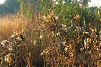 Seedheads of Asclepias incarnata in autumn at Piet Oudolf's garden, Hummelo, The Netherlands