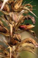 Acanthus spinosus seedheads in autumn at Piet Oudolf's garden, Hummelo, The Netherlands