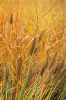 Pennisetum alopecuroides 'Cassian' and Panicum vigatum 'Rehbraun' at Piet Oudolf's garden, Hummelo, The Netherlands