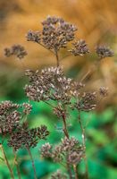 Achillea millefolium seedheads in Piet Oudolf's garden, Hummelo, The Netherlands