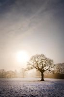 Tree in a winter field at sunrise  with snow and fog