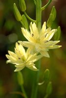 Camassia leichtlinii 'Plena'