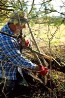 Midland Hedge laying