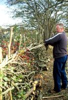 Hedge laying