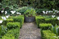 Small Buxus sempervirens parterre in urban garden, filled with Tulipa 'White Triumphator' in spring. Herringbone brick-paved paths and decorative brick circle 