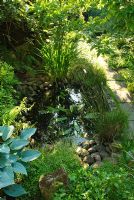 Small wildlife pond in shady corner. Flexible pond liner covered with layer of large pebbles to provide access for amphibians. Ferns, hostas and Acorus gramineus and Small wildlife pond in shady corner. Flexible pond liner 
covered with layer of large pebbles to provide access for amphibians. 
Ferns, hostas and Acorus gramineus- New Square, Cambridge