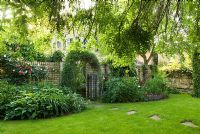 View from informal garden towards house framed by Weeping Ash. Garden wall clothed with Roses, Jasmine and Hydrangea. Stepping stones in lawn leading to gate - New Square, Cambridge