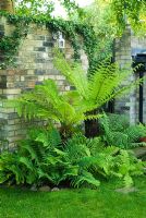 Dicksonia antarctica, Dryopteris filix mas and other Ferns with ground cover of Soleirolia soleirolii - New Square, Cambridge