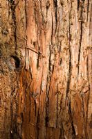 Chamaecyparis 'Squarrosa Boulevard' - False Cypress bark at Mount Ephraim garden in Kent, October 
