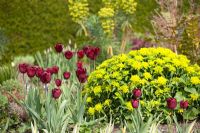 Tulipa 'Jan Reus' and Euphorbia polychroma 'Major'