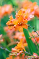 Crocosmia 'Okavango'