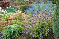 Ceratostigma willmottianum in border at Eastgrove Cottage, Worcestershire