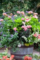 Half-barrel planted with Regal Pelargonium 'Sunrise', Pelargonium 'Bath Beauty' and Heliotropium at Eastgrove Cottage, Worcestershire