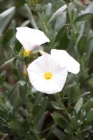 Convolvulus cneorum