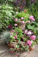 Pots and urn packed with Pelargoniums in shades of pink and purple, Heuchera 'Chocolate Ruffles', Festuca glauca, Aeonium 'Zwartkop', Pink Fuschias in small Urban garden