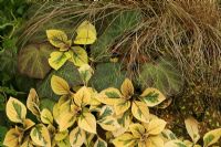 Striking brown, khaki and green colour scheme inspired by Begonia 'Burle Marx' with Plectranthus ciliatus 'Sasha', Begonia 'Norah Bedson' and Carex comans bronze form