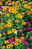 Colourful seed raised border blend of dwarf asters and dwarf coneflowers- Aster 'Milady Mixed' with Rudbeckia hirta 'Toto'