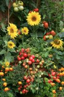 Tomato 'Tumbler' growing in terracotta strawberry pot and surrounded by whitefly deterring Tagetes Patula - French Marigolds and Helianthus - Dwarf sunflowers to lure in bees to pollinate the tomatoes.