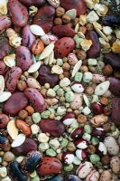 Mixed vegetable and herb seed. Runner, Dwarf and Broad Beans including yin and yang or Pea Bean, Carrots, Radish, Sweet corn, green and purple podded Peas, Pumpkins, Coriander and Lemon Grass.
